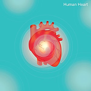 Human Heart.Angioplasty is an endovascular procedure to widen narrowed or ob