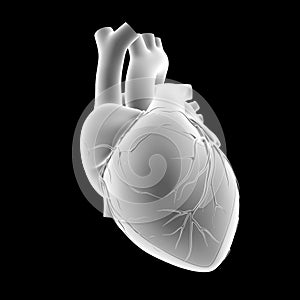 Human Heart anterior view