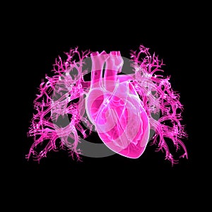 Human Heart Anterior view