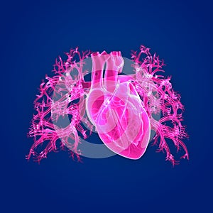 Human Heart Anterior view