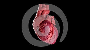 Human Heart Beating 4K Rotating Seamless Loop on Black with Luma Matte