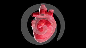 Human Heart Beating 4K Rotating Seamless Loop on Black with Luma Matte