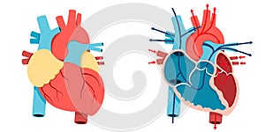 Human heart and Blood flow