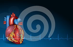 Human heart and blue background