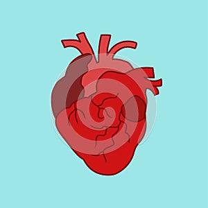 Human heart cardiac illustration photo