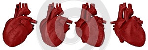 Human heart concept photo