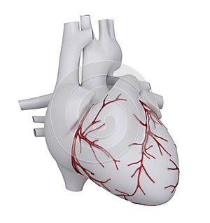 Human heart with coronary