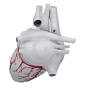 Human heart with coronary