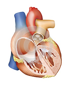 Human Heart Cross Section photo