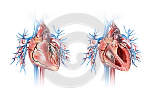 Human heart cross-section with vessels