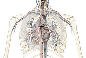 Human heart cross-section with vessels and bronchial tree