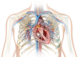 Human heart cross-section with vessels and bronchial tree