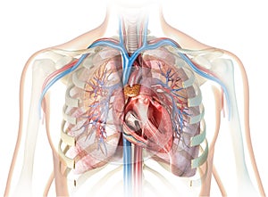 Human heart cross-section with vessels, lungs, bronchial tree and cut rib cage