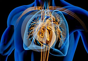 Human heart cross-section with vessels, lungs, bronchial tree and cut rib cage. X-ray