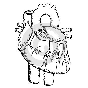 Human heart, freehand sketch Medical drawing