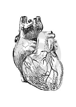 Human heart
