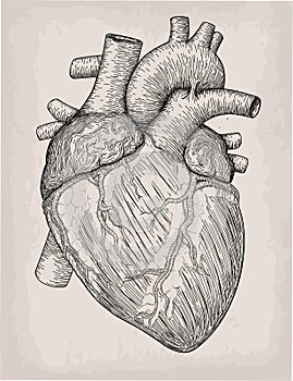 Human heart hand drawn. Anatomical sketch. Medicine, Vector illustration engraving element. Anatomical high detailed tattoo art.