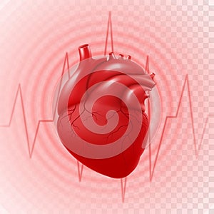 Human Heart And Heart Beat. 3d realistic vector isolated human heart, circle pulsation, heart attack, anatomically correct heart