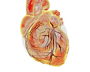 Human heart with heart vessles