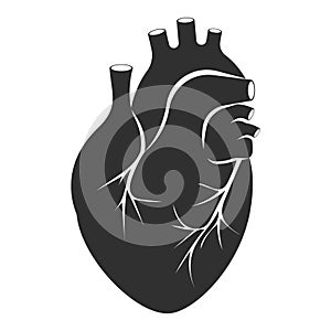 Human heart icon. Anatomically correct heart with venous system icon. Vector illustration