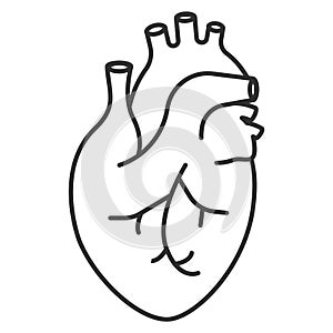 Human heart icon. Anatomically correct heart with venous system icon. Vector illustration