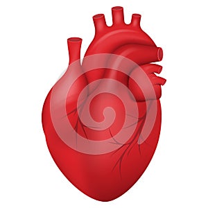 Human heart icon. Anatomically correct heart with venous system icon. Vector illustration