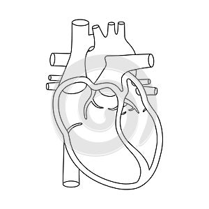 Human heart illustration. Anatomically correct heart with cross-section view.