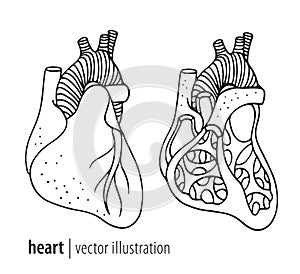 Human heart illustration