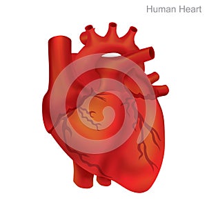 Human Heart Isolate. Angioplasty is an endovascular procedure to widen narrowed or obstructed arteries or veins, typically to trea