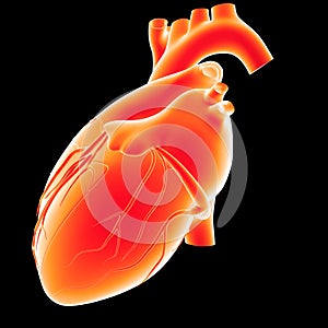 Human Heart lateral view