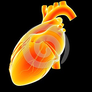 Human Heart lateral view