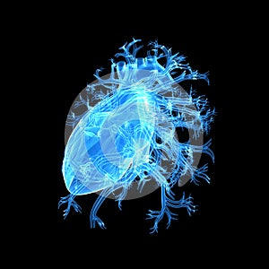 Human Heart Lateral view