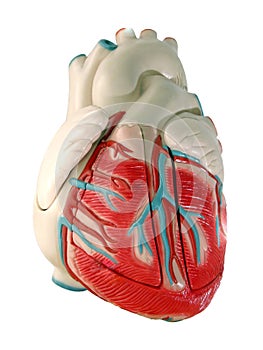 Human Heart Model