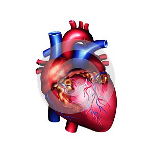 Human heart model. 3d illustration on isolated background. Medicine, biology, cardiology