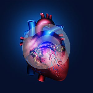 Human heart model 3d illustration. Veins and arteries