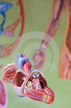 Human heart model in front of wallchart