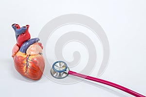 Human heart model with stethoscope