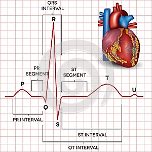 Human heart normal sinus rhythm and heart anatomy