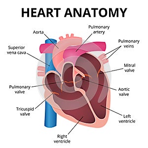 De hombre corazón 