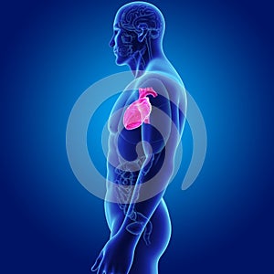 Human Heart with Organs Lateral view