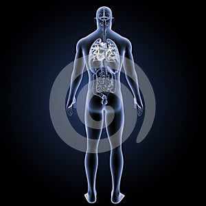 Human Heart with organs posterior view