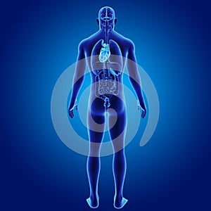 Human Heart with Organs Posterior view