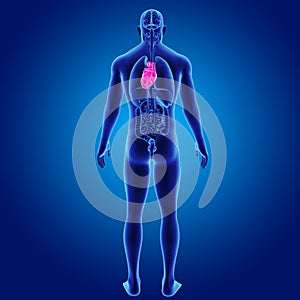 Human Heart with Organs Posterior view