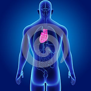 Human Heart with Organs Posterior view