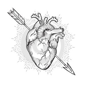 Human heart pierced with cherubs arrow hand drawn line art and dotwork. Flash tattoo or print design vector illustration