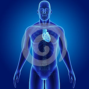 Human Heart with Skeleton Anterior view