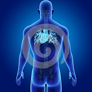 Human Heart with Skeleton Posterior view