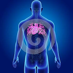 Human Heart with Skeleton Posterior view