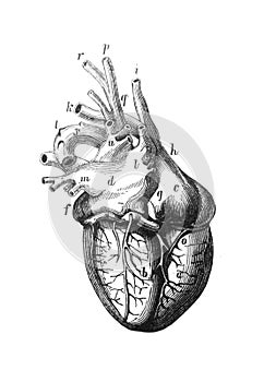 The human heart structure in the old book The Human Body, by K. Bock, 1870, St. Petersburg