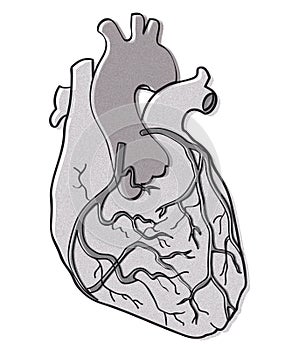 Human heart vector